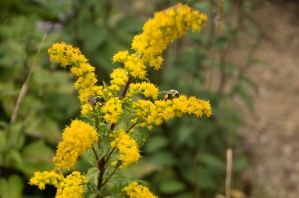 Bees on Goldenrod