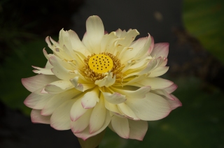 White Water Lily 1