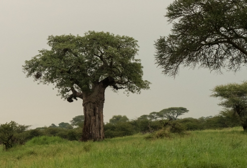 Baobab 2.jpg