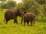 Mom & Baby Elephant