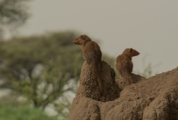 Mongoose Sentinels