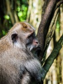 monkey in a tree closeup